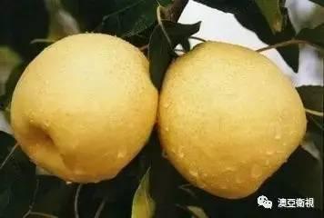 感冒吃药后吃哈密瓜好吗,适宜与否探讨