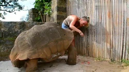 猩猩姐吃瓜,揭秘娱乐圈幕后故事