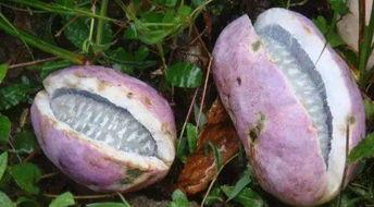 吃瓜恶心moiii,网络热词背后的文化现象