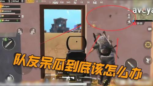 吃鸡找呆瓜,笑料百出，欢乐无限