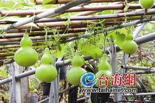 云瓜是葫芦瓜吗怎么吃