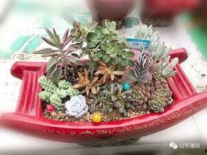 多肉吃瓜事件,揭秘植物界的“美食”传奇