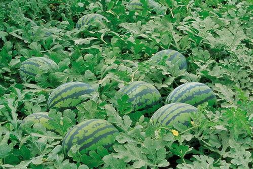 微风吃瓜视频大全