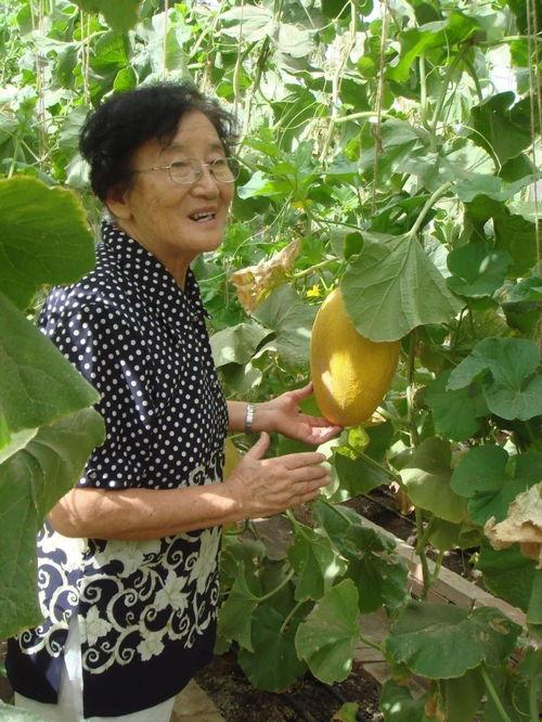 哈蜜瓜田吃瓜,一场与自然的味蕾之旅