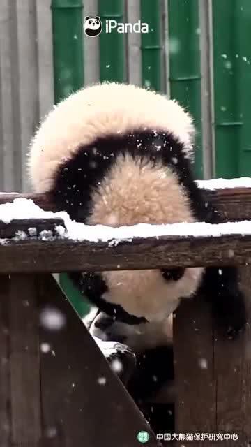 吃瓜小熊无锡,探寻无锡美食与文化的甜蜜之旅