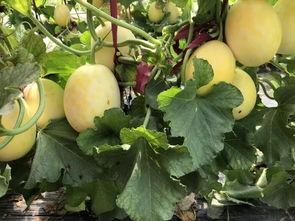 周总在忙吃瓜,揭秘娱乐圈幕后风云