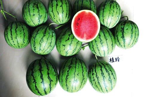 广西校园吃瓜事件,揭秘校园食品安全风波