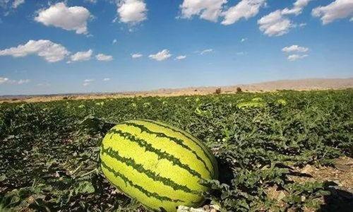 吃爆炸瓜,揭秘吃爆炸瓜的神奇魅力与美味诱惑