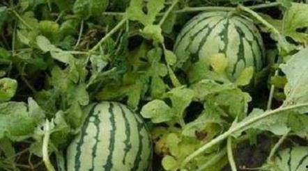 吃的最甜的瓜视频,揭秘最甜瓜视频大揭秘