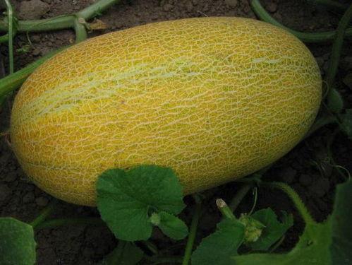 一吃哈密瓜就拉肚子,一吃就拉肚子的尴尬真相