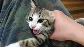 吃瓜少女楠小狸,揭秘娱乐圈幕后故事