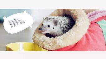 吃瓜少女楠小狸,揭秘娱乐圈幕后故事