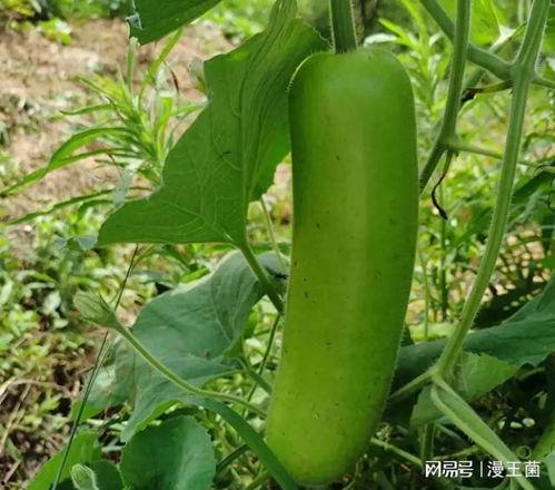 为什么要别人吃瓜,为何人们热衷于“吃瓜”——社交娱乐背后的心理动因