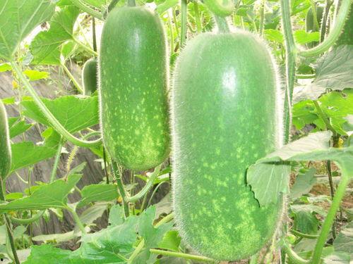 声声吃瓜后续,揭秘娱乐圈背后的真相与风波