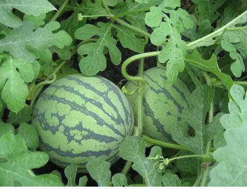 巨力吃瓜,揭秘娱乐圈幕后风云