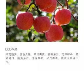喜欢吃苹果瓜麒麟瓜,探寻苹果、瓜麒麟的独特魅力