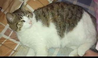 猫咪也知道吃瓜群众,揭秘吃瓜群众的趣味世界