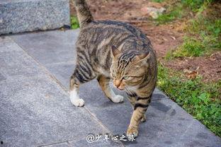 猫咪也知道吃瓜群众,揭秘吃瓜群众的趣味世界