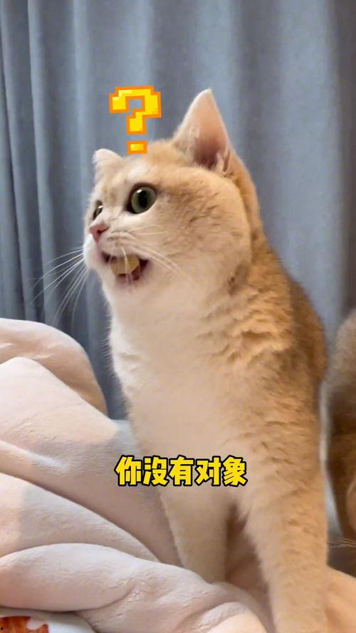 猫咪也知道吃瓜群众,揭秘吃瓜群众的趣味世界