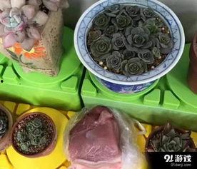 肉肉吃瓜图片,欢乐无限，趣味瞬间捕捉