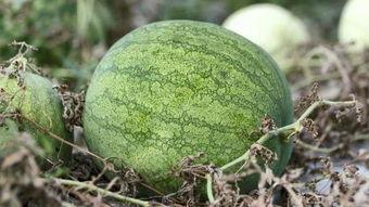 兰州明天有瓜吃吗,畅享夏日甜蜜时光