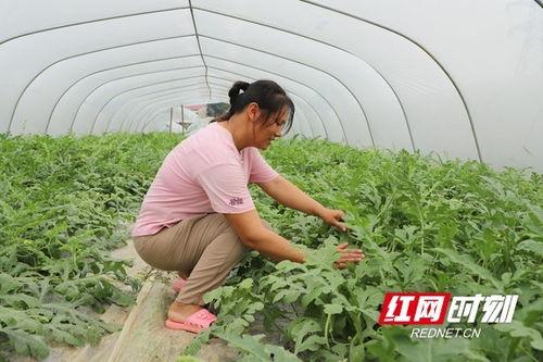 潍坊大棚美女吃瓜,美女品尝瓜果乐享田园时光