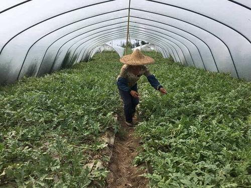 潍坊大棚美女吃瓜,美女品尝瓜果乐享田园时光