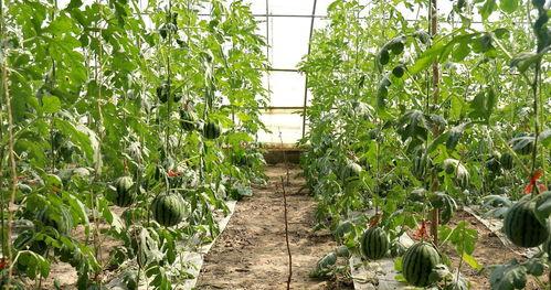 潍坊大棚美女吃瓜,美女品尝瓜果乐享田园时光