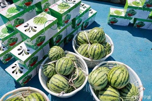 吃瓜的搭子,与吃瓜搭子共度欢乐时光