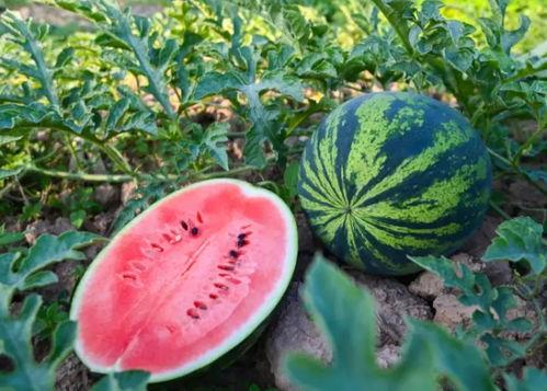 左营吃瓜,一场吃瓜群众的狂欢盛宴