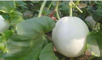 白兰瓜煮熟吃,解锁美味新境界