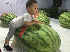 各大单位吃瓜事件,真相与反思