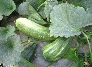 酥瓜小孩可以吃