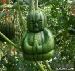 搞笑吃小瓜,揭秘搞笑吃小瓜的欢乐瞬间