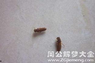 梦到吃瓜有虫,吃瓜遇虫背后的寓意与启示