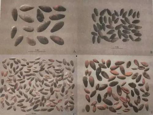 古代吃瓜日记,穿越时空的美食探秘之旅