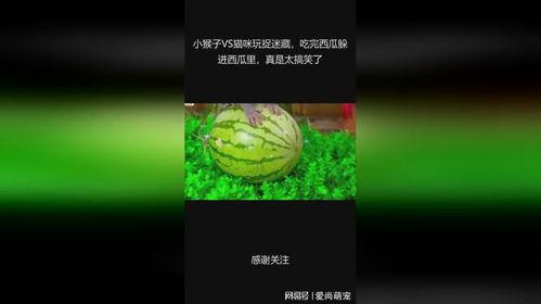 吃瓜捉迷藏,趣味横生揭秘大事件