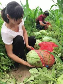 春天群众吃瓜画,群众共享的甜蜜时光