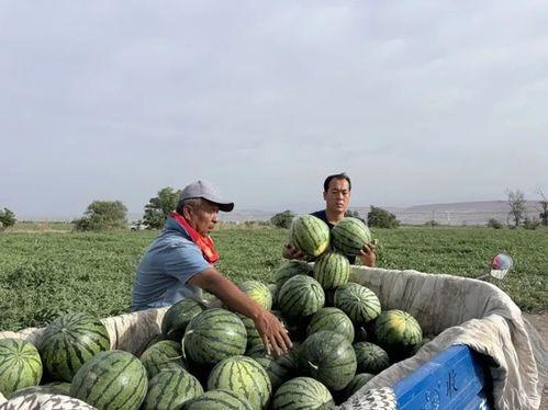 临港区哪里吃瓜,这些地方是品尝美味瓜果的绝佳去处