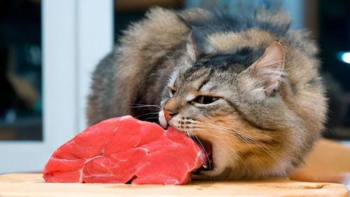 猫吃梨瓜做法窍门