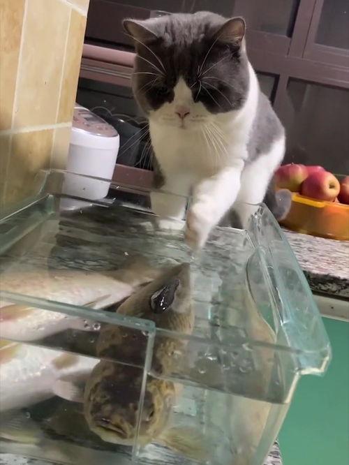 猫吃梨瓜做法窍门