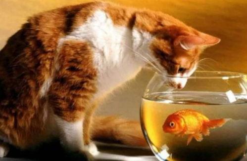 猫吃梨瓜做法窍门