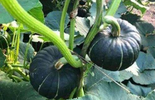 怀孕梦见摘小圆瓜吃,摘小圆瓜吃的寓意与启示