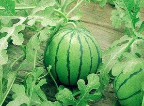 怀孕梦见摘小圆瓜吃,摘小圆瓜吃的寓意与启示