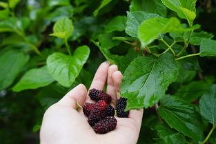 立夏吃瓜壁纸,探寻传统美食文化中的立夏吃瓜习俗