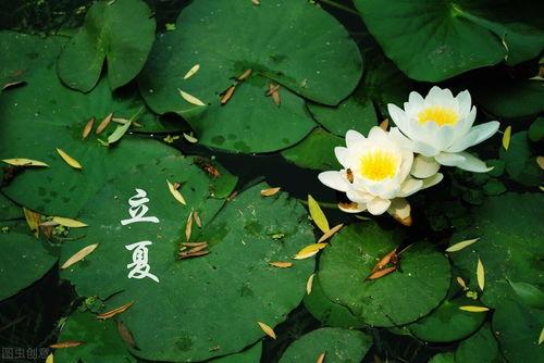 立夏吃瓜壁纸,探寻传统美食文化中的立夏吃瓜习俗