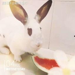 兔几吃瓜,揭秘娱乐圈那些不为人知的幕后故事