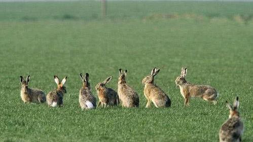 兔几吃瓜,揭秘娱乐圈那些不为人知的幕后故事