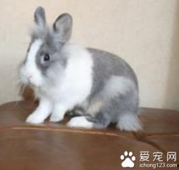 兔几吃瓜,揭秘娱乐圈那些不为人知的幕后故事