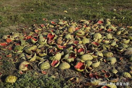 小栋a吃瓜,小栋a的瓜田奇遇记